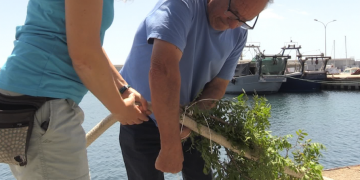 Calasèpia, un projecte per fomentar la proliferació de sèpies i calamars a l’Ametlla de Mar