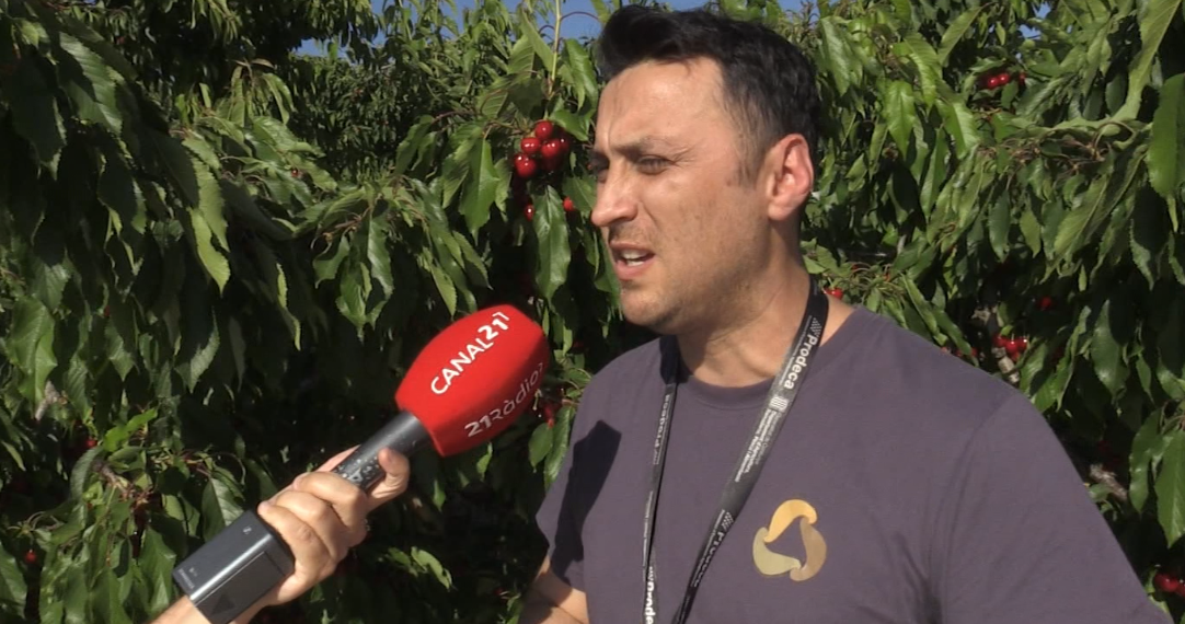 Augment del preu de la cirera per l’elevat cost de producció i les pedregades de primavera