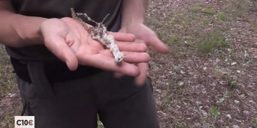 El borrissol dels arbres de la llera del riu, altament inflamable