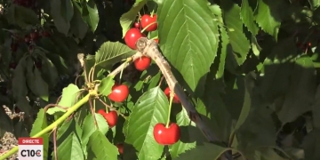 Campanya de la cirera marcada pel preu del producte