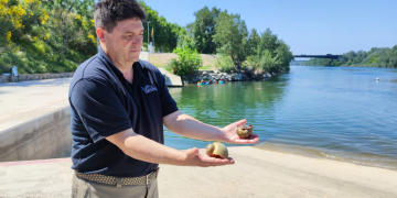La CHE confia en donar per eradicada la plaga del caragol maçana aigües amunt de Tortosa