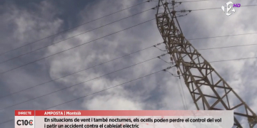 El cablejat elèctric posa en perill les aus del delta de l’Ebre