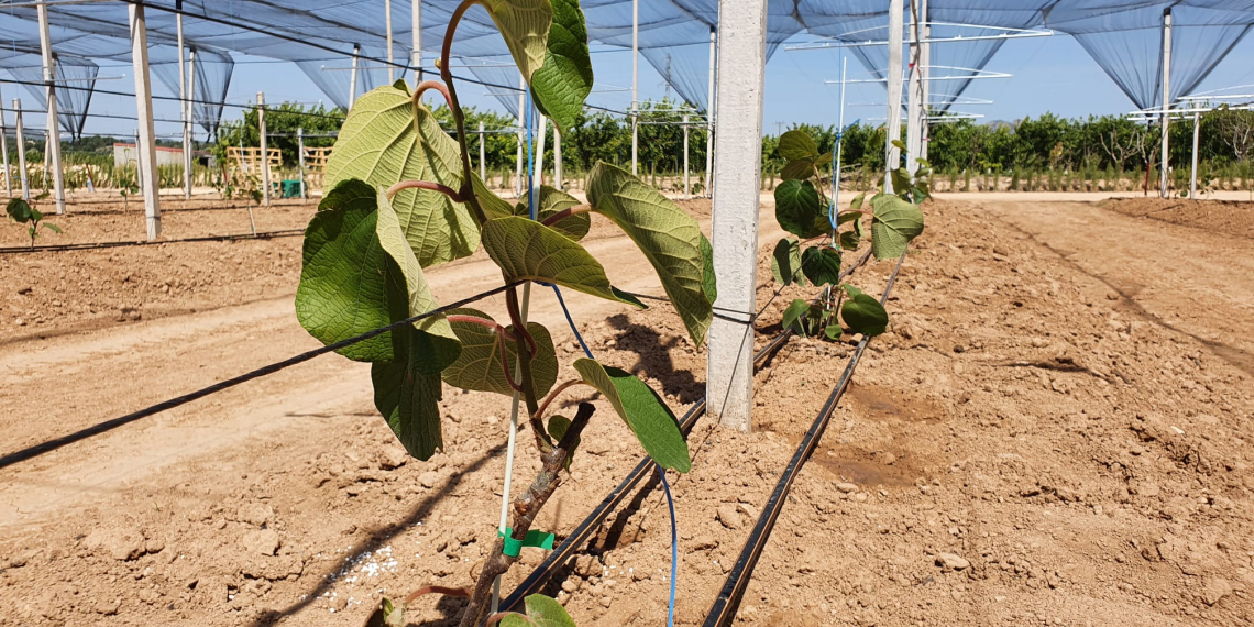 Planten 3.000 kiwis a Benissanet per comprovar la viabilitat del cultiu a la comarca