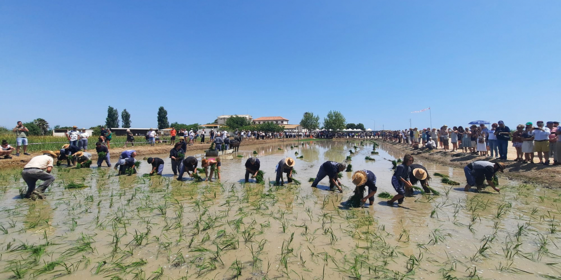 Deltebre desprèn essència i tradició amb la Festa de la Plantada de l’Arròs