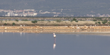 Comença la temporada de cria dels flamencs a les Salines de la Trinitat
