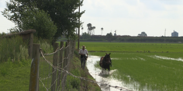 Festa de la Plantada de l’arròs a la Ràpita