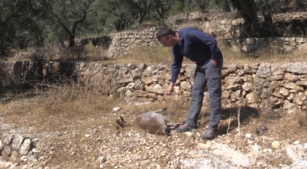 La sarna ha matat el 85% de la població de cabra ibèrica dels Ports en set anys