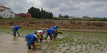 Festa de la Plantada de l’arròs a Sant Jaume d’Enveja