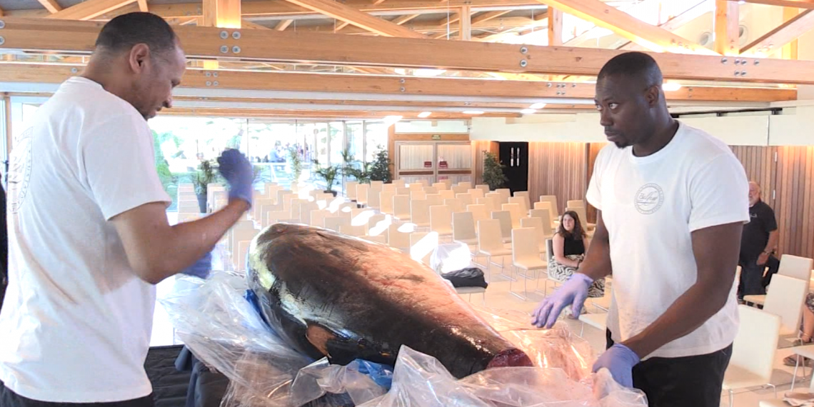 L’art mil·lenari del kaitai d’una tonyina roja arriba a les Terres de l’Ebre