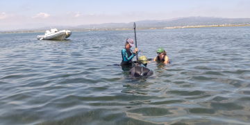 L’IRTA participa al projecte Life Pinnarca, dedicat a la salvació de la nacra a la Badia del Fangar