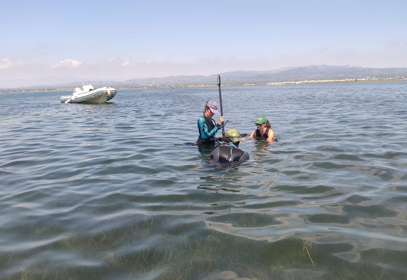 L’IRTA participa al projecte Life Pinnarca, dedicat a la salvació de la nacra a la Badia del Fangar