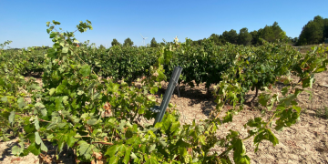 Els pagesos reclamen a la Generalitat ajuts directes per les vinyes afectades per l’última pedregada