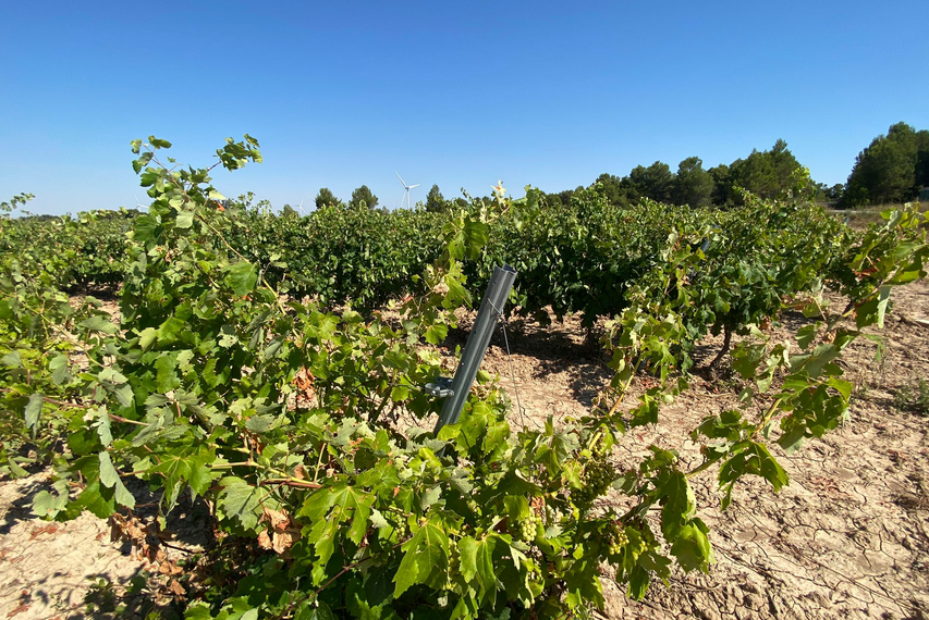 Els pagesos reclamen a la Generalitat ajuts directes per les vinyes afectades per l’última pedregada