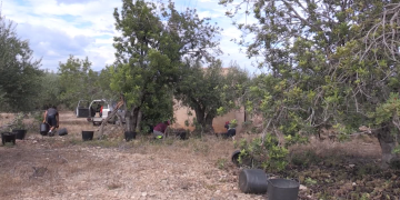 Unió de Pagesos alerta de continus robatoris de garrofa