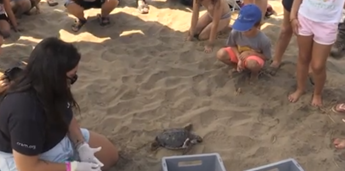 Alliberen exemplars de tortuga careta al delta de l’Ebre