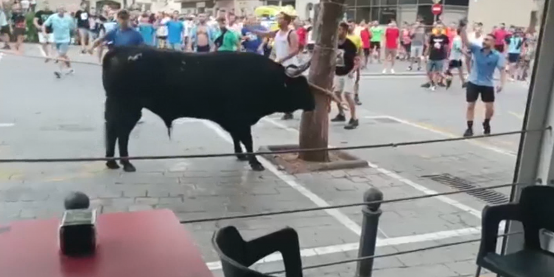 Ensurt amb un bou capllaçat a la Ràpita