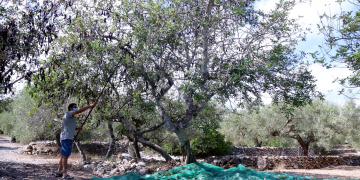 Decomissen 445 quilos de garrofes en un control a l’àrea de servei del Baix Ebre de l’AP-7