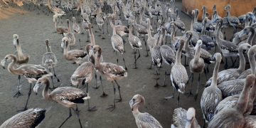 El Parc Natural del Delta de l’Ebre anella 400 polls de flamenc per fer seguiment de l’espècie