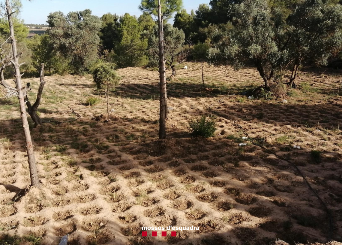 Dos homes, empresonats per tràfic de marihuana a Batea