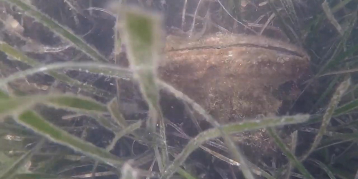 “Life Pinnarca”, cens de nacres a la badia del Fangar