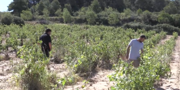 Paladella (PSC) reclama al govern més recursos per als pagesos de la Terra Alta