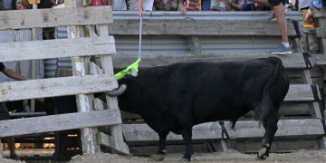 ACTYMA denuncia els correbous de Sant Jaume d’Enveja