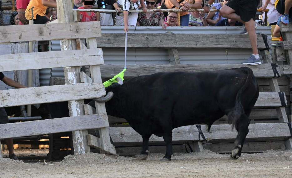 ACTYMA denuncia els correbous de Sant Jaume d’Enveja