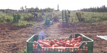 Espigolada de tomàquets a l’Aldea per fomentar el dret a una alimentació saludable