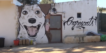 Les protectores d’animals aplaudeixen la nova llei estatal de protecció animal