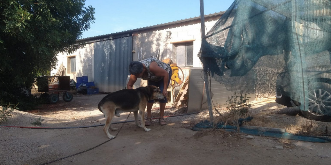 Tortosa té una guarderia de mascotes per als dies de vacances