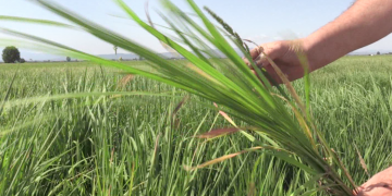 Arrossars del Delta es quedaran sense segar per culpa de les males herbes