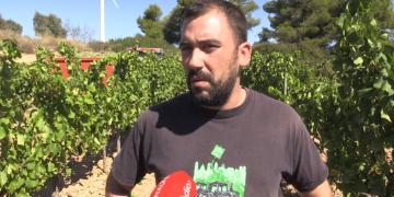 Les altes temperatures avancen l’inici de la verema a la Terra Alta