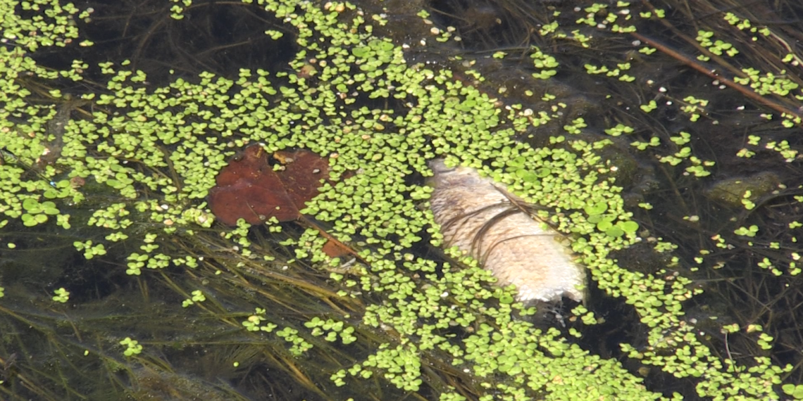 Investiguen la mort de milers de peixos entre el pantà de Riba-roja i Flix