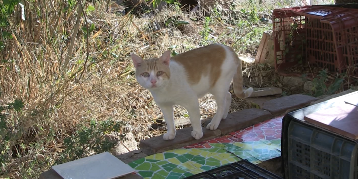 Progat denuncia l’atac a trets contra uns gats d’una colònia de Tortosa