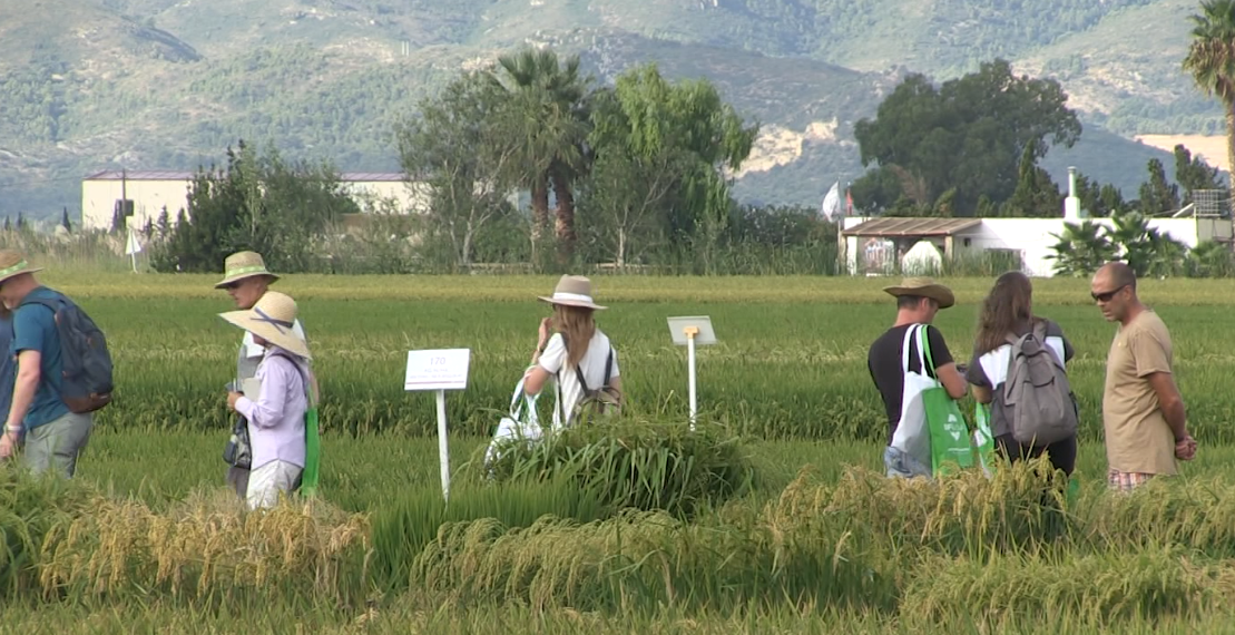 La sostenibilitat del cultiu de l’arròs protagonitza la 27a Jornada de camp de l’IRTA