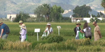 La sostenibilitat del cultiu de l’arròs protagonitza la 27a Jornada de camp de l’IRTA