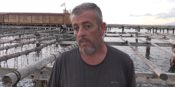 Les altes temperatures provoquen una mortaldat del musclo del Delta sense precedents