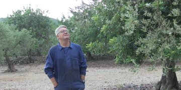 Les onades de calor provoquen un 70% de pèrdues en la collita d’olives