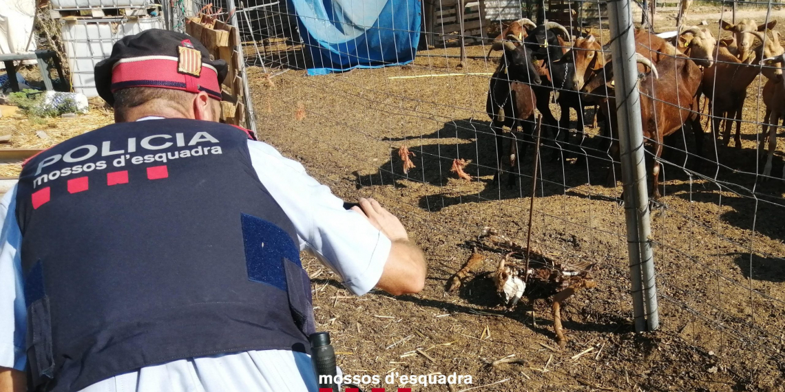 Denuncien un home a Gandesa per deixar morir diversos animals d’una explotació ramadera