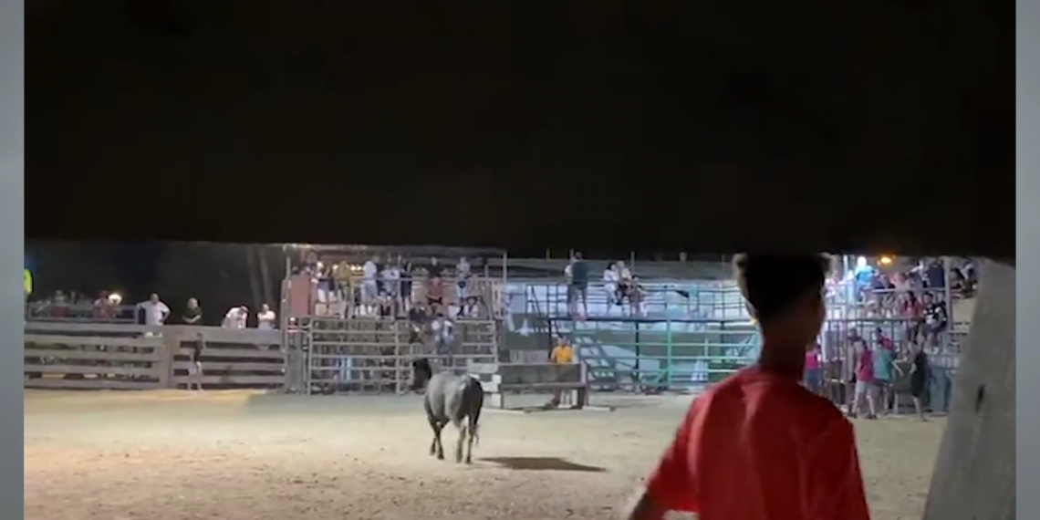 Prou Correbous difon imatges d’un incident als Muntells