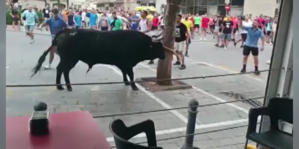 ACTYMA denuncia davant de la Generalitat el ‘descontrol’ durant els correbous de la Ràpita