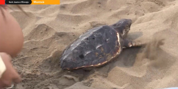 Alliberament de tortugues careta al delta de l’Ebre