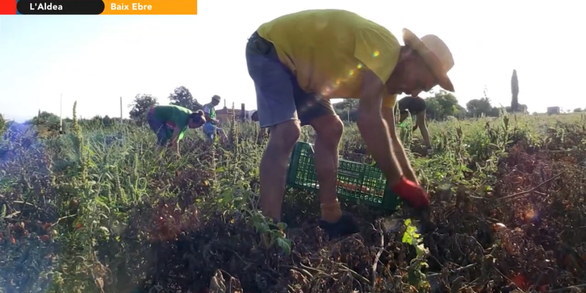 Espigoladors, una fundació que lluita contra el malbaratament alimentari