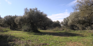 El Govern adquireix una cinquantena d’oliveres monumentals situades en vivers d’Alcanar i Amposta