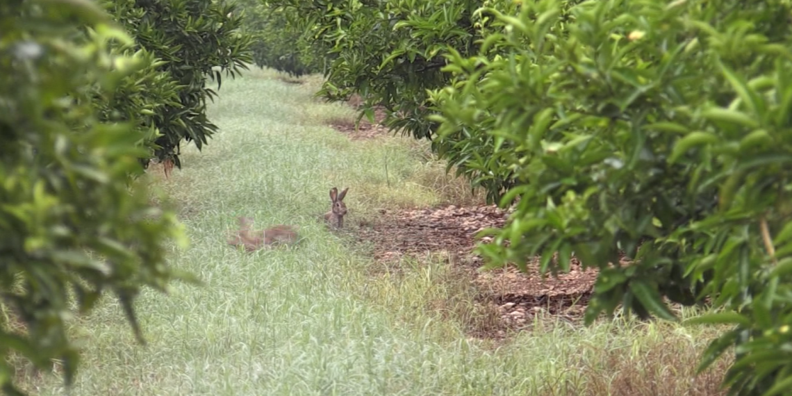 Els pagesos alerten d’una superpoblació de conills que danyen els camps de cítrics del Baix Ebre i Montsià