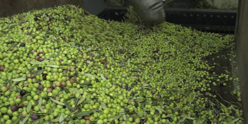 La producció d’oli podria caure més d’un 60% la propera campanya a l’Ebre