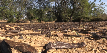 Augmenten les denúncies per robatoris de garrofa a les Terres de l’Ebre