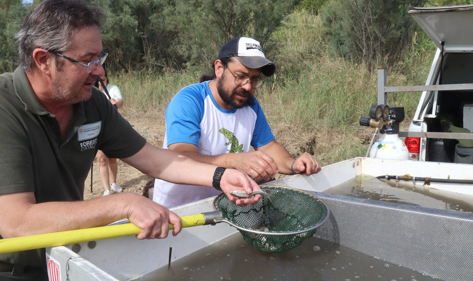Alliberen un miler de peixos rescatats del riu Siurana a la llacuna de Riba-roja d’Ebre