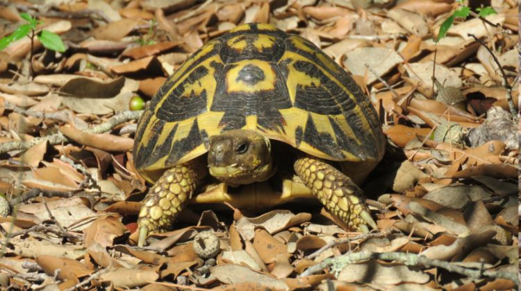 Les tortugues mediterrànies, les noves habitants del Parc Natural dels Ports