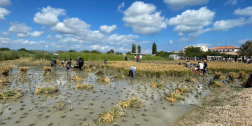 Tradició i gastronomia es conjuguen a la Festa de la Sega de Deltebre